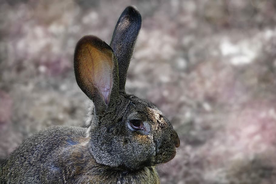 gray, hare, selective, focal, long eared, rodent, pet, ears, wildlife photography, long ear rabbit