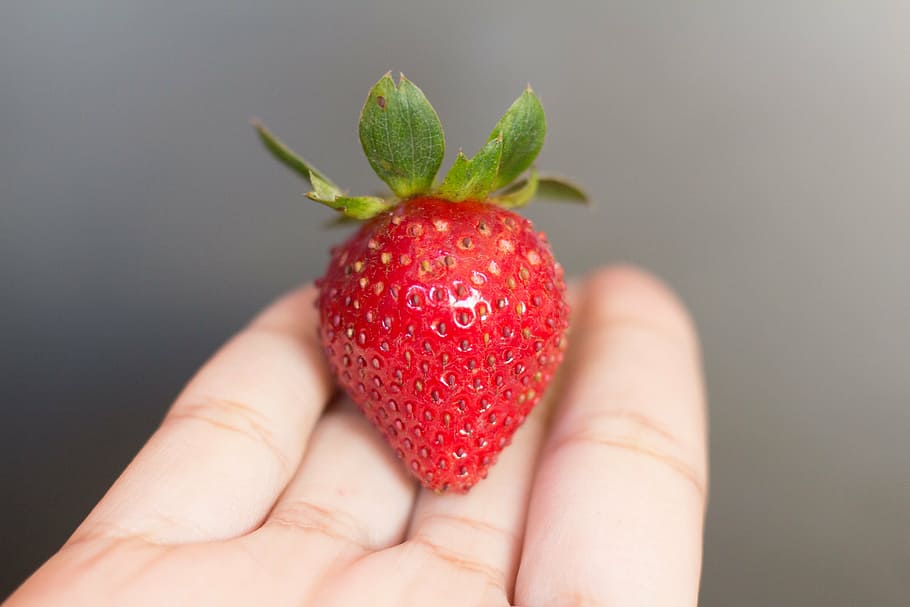 person holding strawberry, strawberry, person, s, palm, hand, red, fruit, seed, food