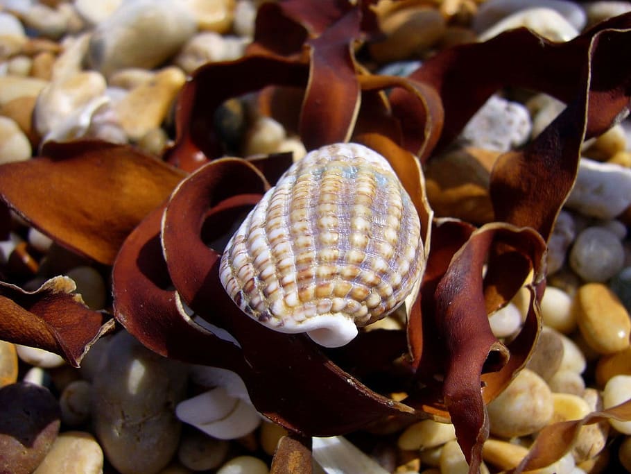 seashell, beach, devon, beautiful, shell, seaweed, pebbles, close-up, animal wildlife, focus on foreground