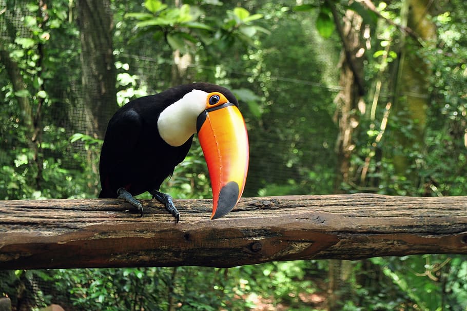 茶色, 木の幹, 動物, 熱帯, 鳥, アベニュー, オオハシ, 熱帯の鳥, 自然, ブラジル