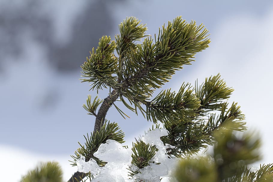 Pinus Mugo, Mountain Pine, pine, place pine, dwarf pine, storey, pine greenhouse, pine needles, engine, conifer