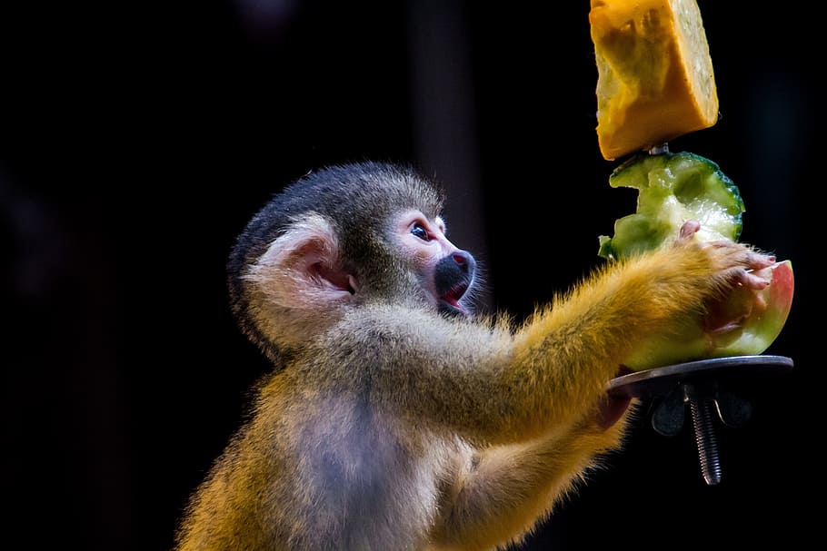 monkey holding fruit, squirrel monkey, monkey, äffchen, eat, curious, cute, animal, creature, climb