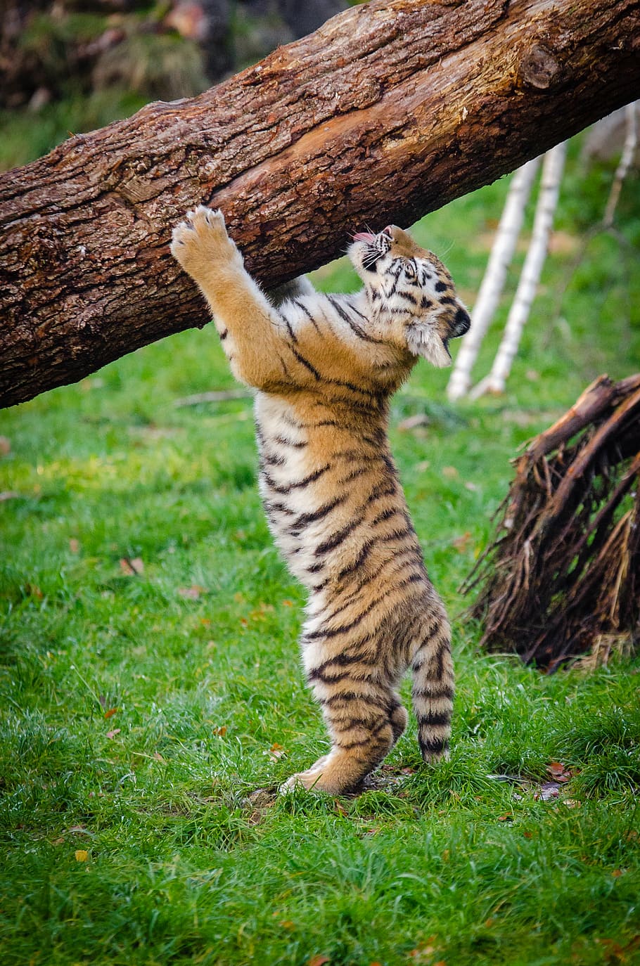 Siberian Tiger, Cub, tiger, scratching, tree, trunk, animal themes, animal, mammal, one animal