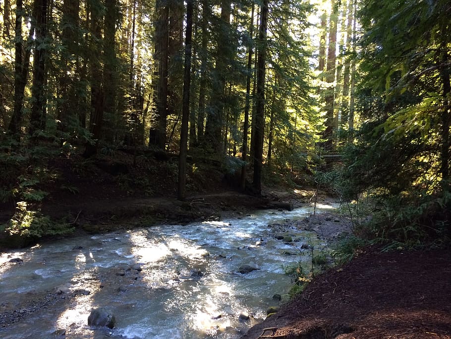 Sungai, Redwood, Oregon, California, barat laut, alam, pohon, hutan, tenang, air