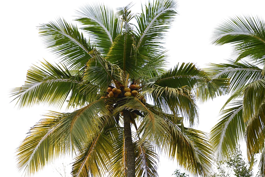 king coconut tree, nature, white background, palm tree, tree, tropical climate, plant, growth, low angle view, sky