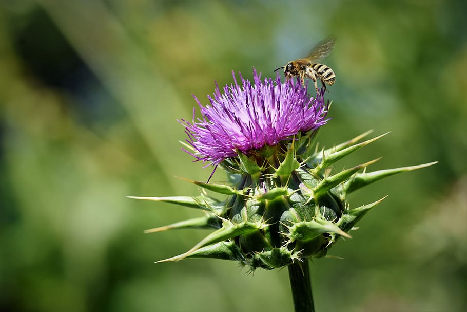 thistle, common donkey thistle, cancer thistle, wool thistle, convulsive thistle, bee, insect, prickly, blossom, bloom
