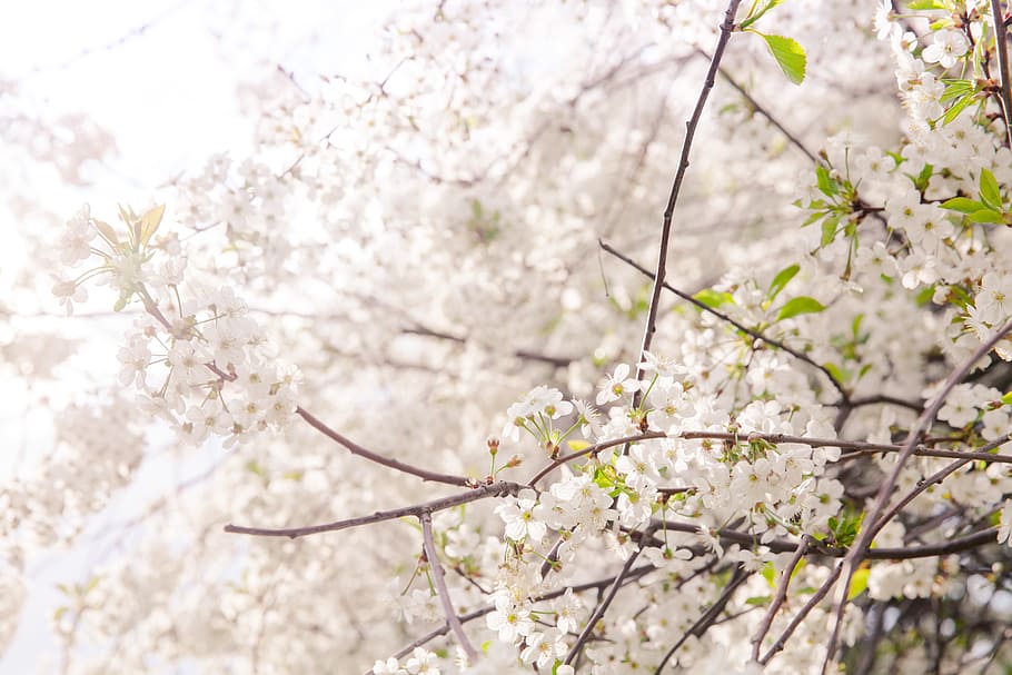 Flowers, Sakura, Flowering Tree, Trees, bloom, tree, may, flowering trees, branch, beauty