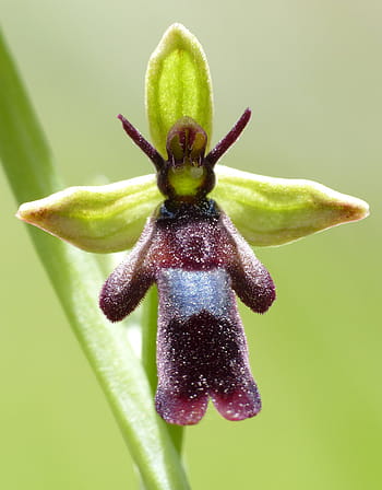 Fotos orquídea silvestre libres de regalías | Pxfuel