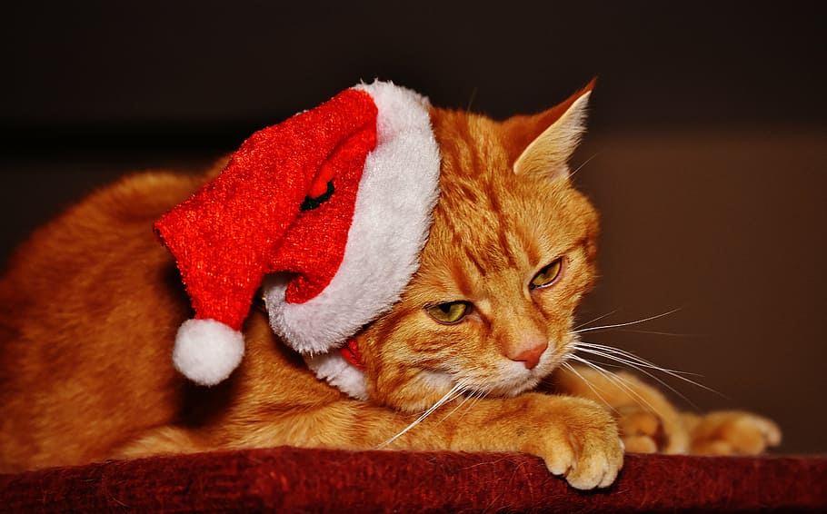 猫, 赤, クリスマス, サンタ帽子, 面白い, かわいい, サバ, トラ, 甘い, 動物