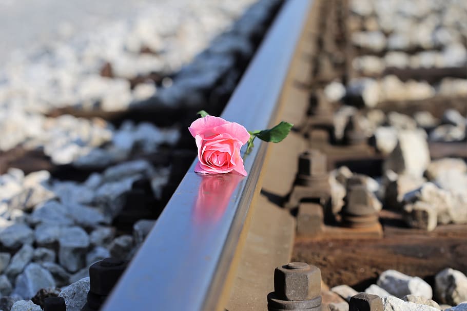 pink, petal flower, railway, stop children suicide, stop teenager suicide, pink rose on railway, stop student suicide, stop youth suicide, stop child abuse, stop teen abuse