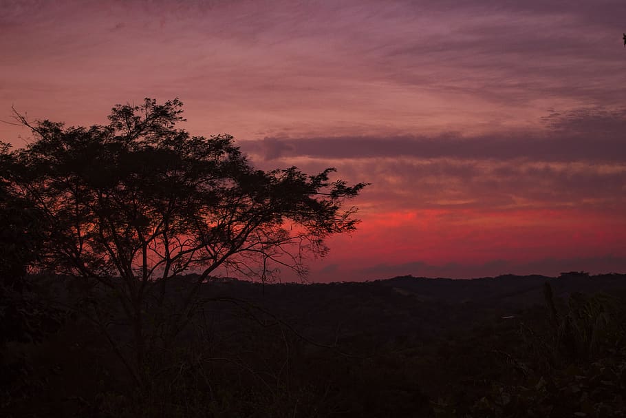 sunset, vegetation, colors, red, silhouette, twilight, bolivia, santa cruz de la sierra, tree, field