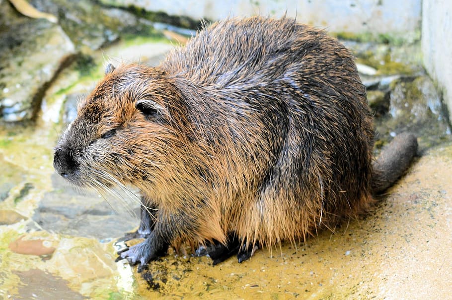 rodent, swimmer, beaver, rat, rivers, shorelines, lakes, nature, animal, artis