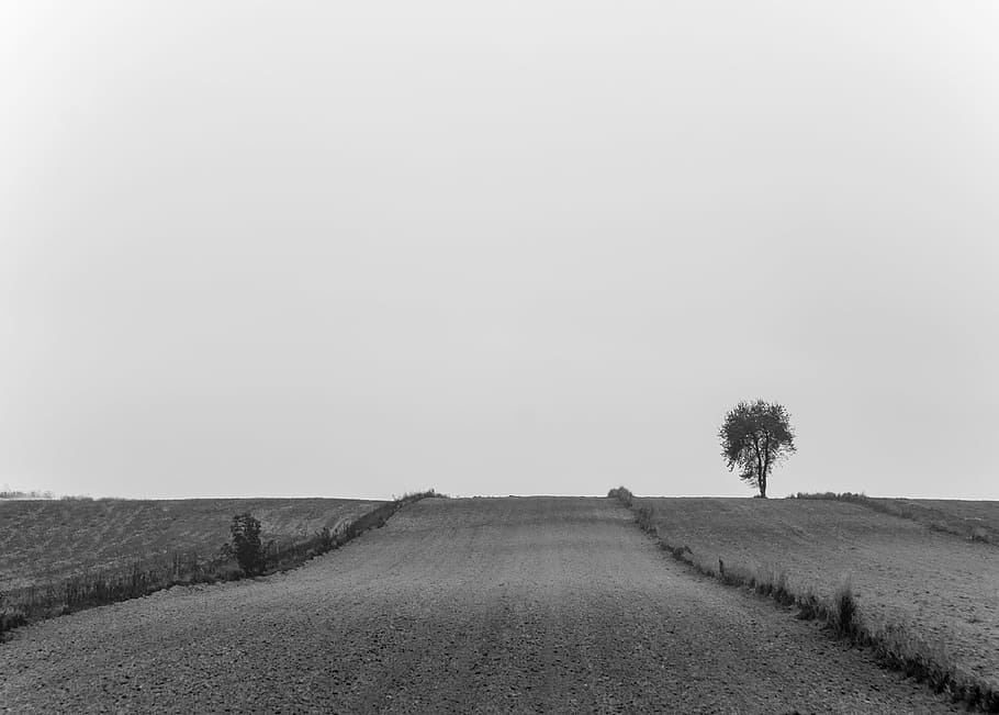 Foto en escala de grises, carretera, gris, trigo, campo, durante el día, rural, campos, hierba, granja