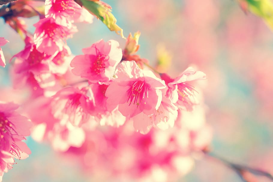 flores rosadas, flor, flor de cerezo, cereza japonesa, sakura, naturaleza, rosa, floración, verano, hoja