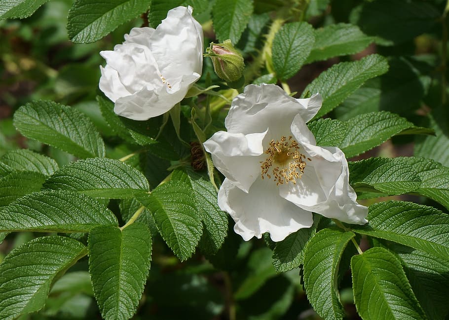 white rugosa rose, rose, bud, flower, blossom, plant, garden, leaves, nature, growth