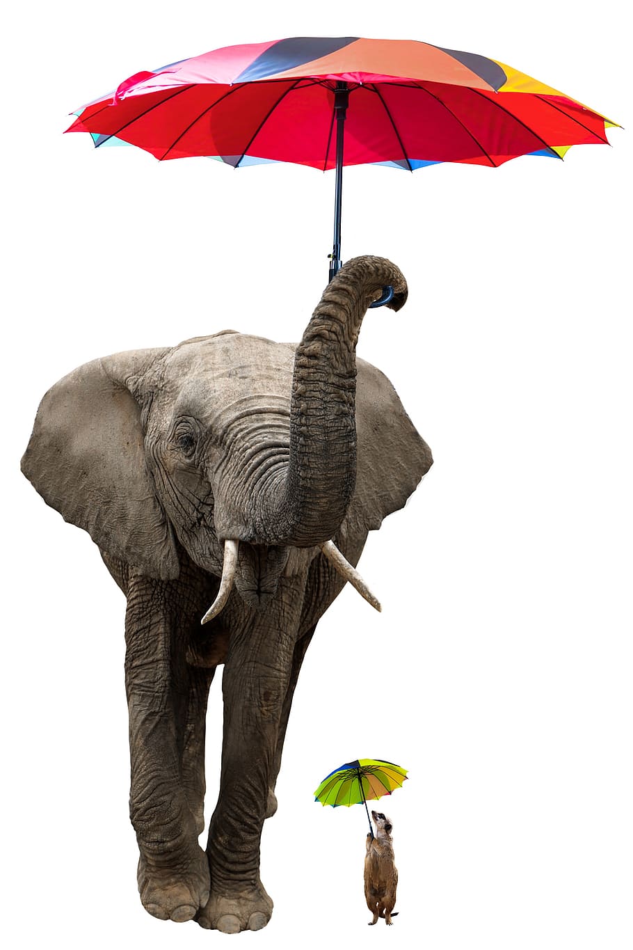 animales, elefante, suricata, paquidermo, paraguas, sombrilla, aislado, protección solar, protección contra la lluvia, protección