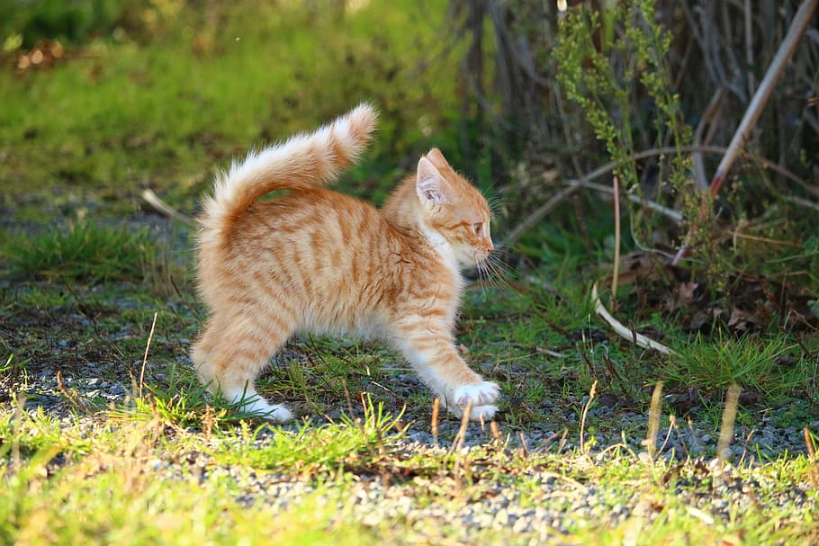 orange tabby kitten, cat, kitten, cat baby, young cats, mackerel, red mackerel tabby, autumn, grass, domestic Cat