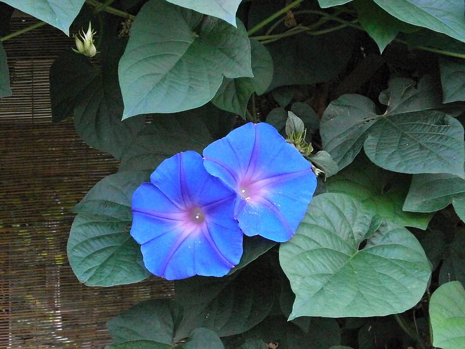 fotografi jarak dekat, biru, tanaman merambat bunga petaled, morning glory, bunga biru, bunga musim panas, musim panas di Jepang, bunga, tanaman, kesegaran