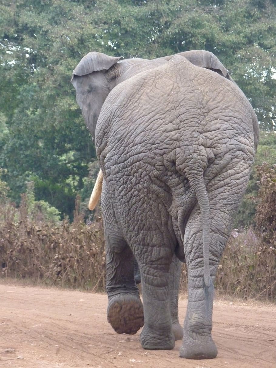 gajah afrika semak, gajah, afrika, pantat, safari, besar, tema hewan, hewan, mamalia, satu hewan