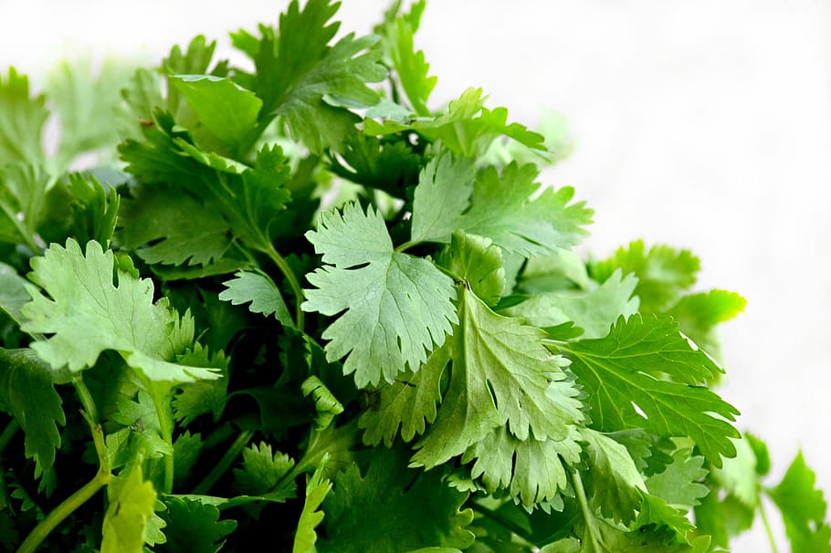 selective, focus, photographed, green, leaves, cilantro, herbs, food, cuisine, dish