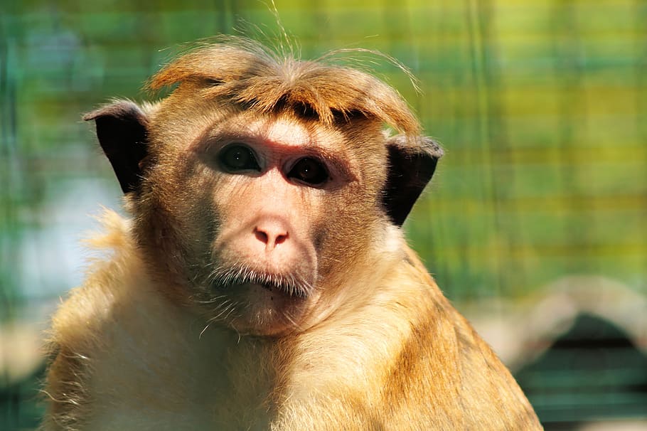 Monkey Gets Scared As Man Reveals His Crazy Hairstyle Viral Video Makes  Netizens LOL Watch