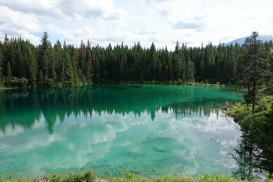 green, leafed, trees, body, water, Lake Jasper, Jasper, Alberta, Canada, Park, Park, Lake, alberta