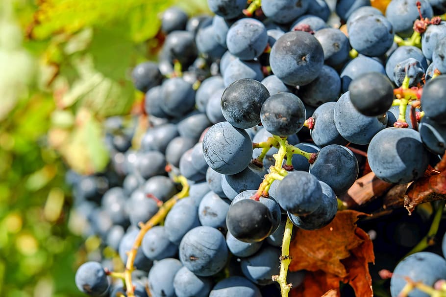 selektif, fotografi warna, blueberry, anggur, buah, biru, anggur biru, anggur matang, anggur meja, makanan
