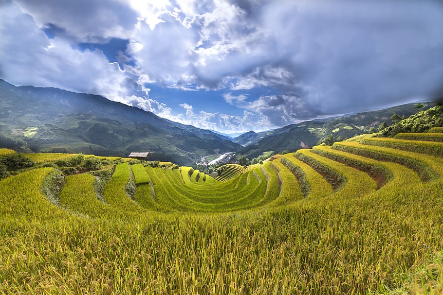 landscape photography, grass field, daytime, adult, adult only, agriculture, asia, the hat, conical leaf hat, curve