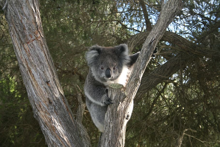 koala, gris, rama de árbol, australia, cabo otway, árbol, temas de animales, animal, mamífero, planta