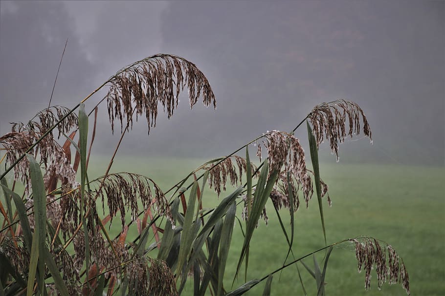hierba, el silencio, después de la lluvia, la niebla, tranquilidad, prado, amanecer, mañana, neblina, por la mañana