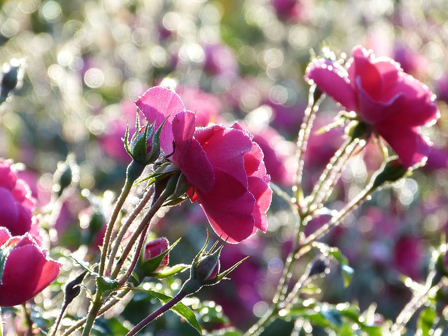 rose, bed of roses, flowers, pink, bokeh, morning, morgenstimmung, twilight, light, shining