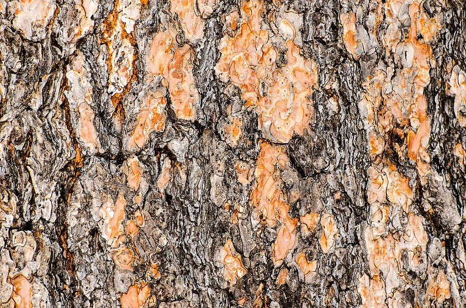 bark, wood, tree, texture, background, flake, nature, rustic, wooden, natural