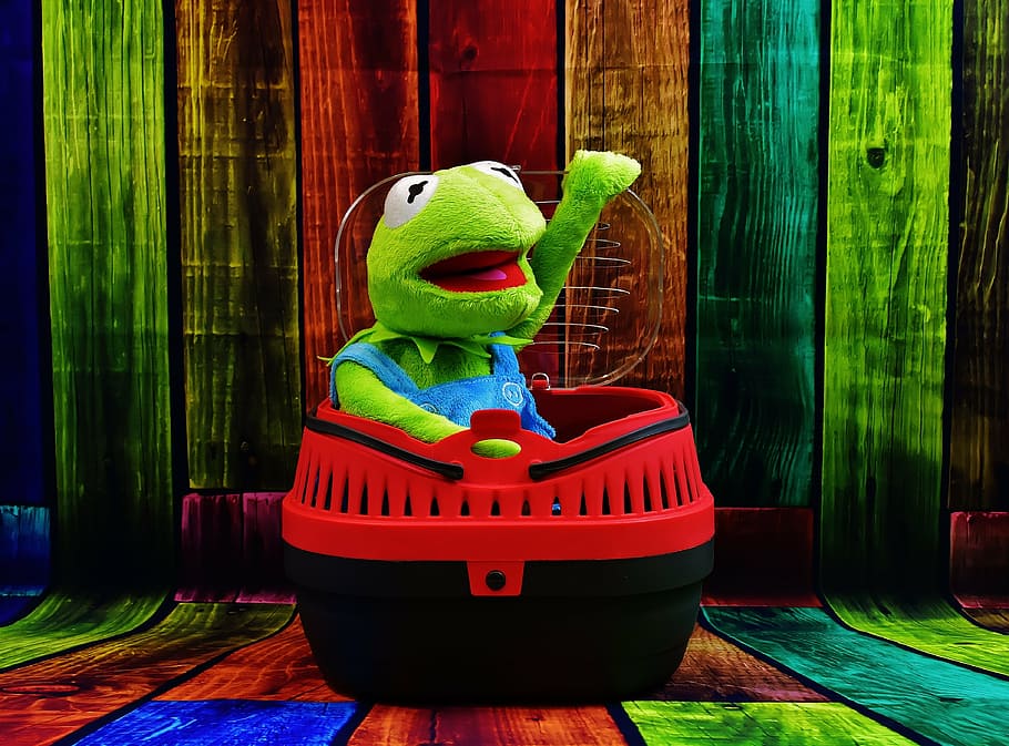 kermit, rana, cuenco, mascota, caja de transporte, gracioso, color verde, divertido, rojo, día