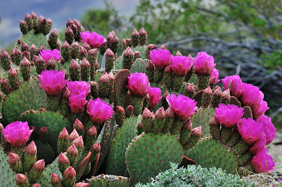 pink, petaled flowers, daytime, cactus, flowers, green, nature, plant, bloom, spring