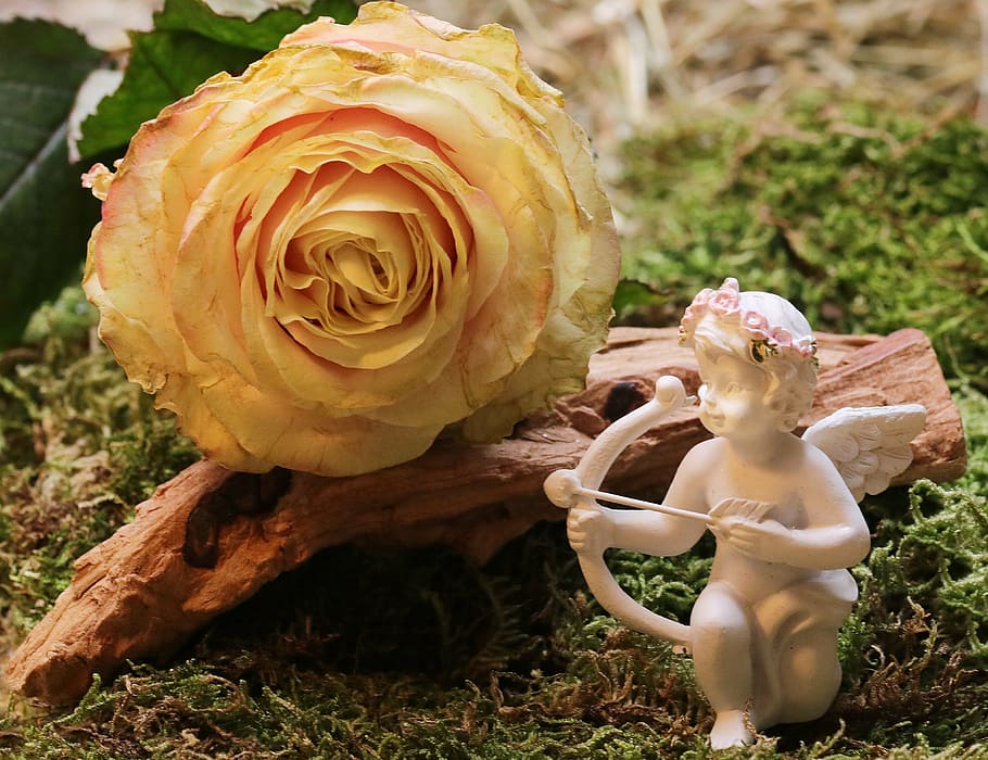 cherub, holding, arrow statuette, green, grass, rose, floribunda, blossom, bloom, rose bloom