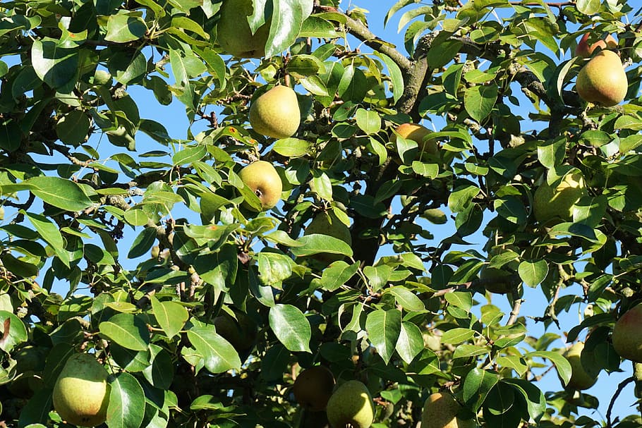 pear, tree, fruits, nature, fruit, pear tree, fruit tree, healthy eating, leaf, plant part
