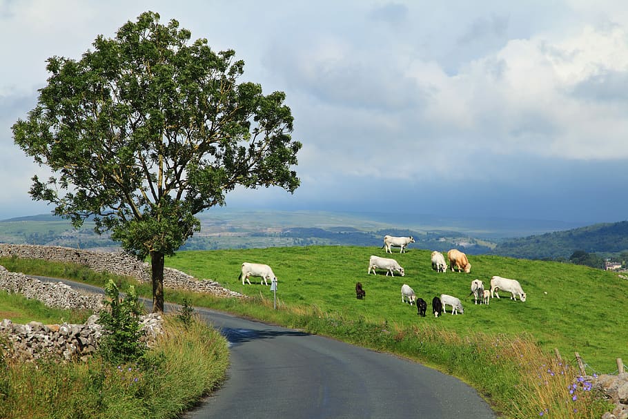cattle, grazing, landscape, Cattle grazing, cows, images, herd, hills, hillside, livestock