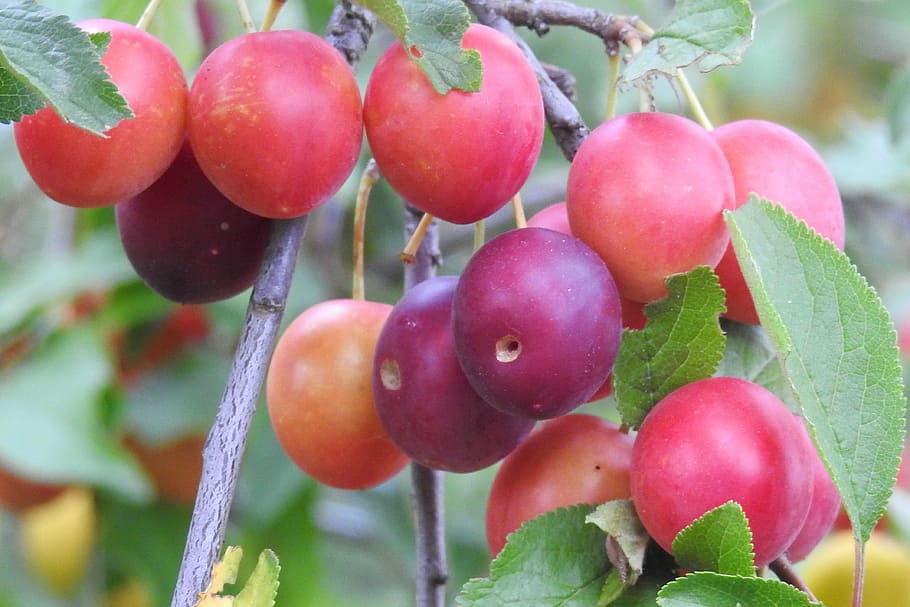 Cherry Plum, Yellow, Plums, Fruit, Branch, yellow plums, summer, fruits, fruit tree, food and drink