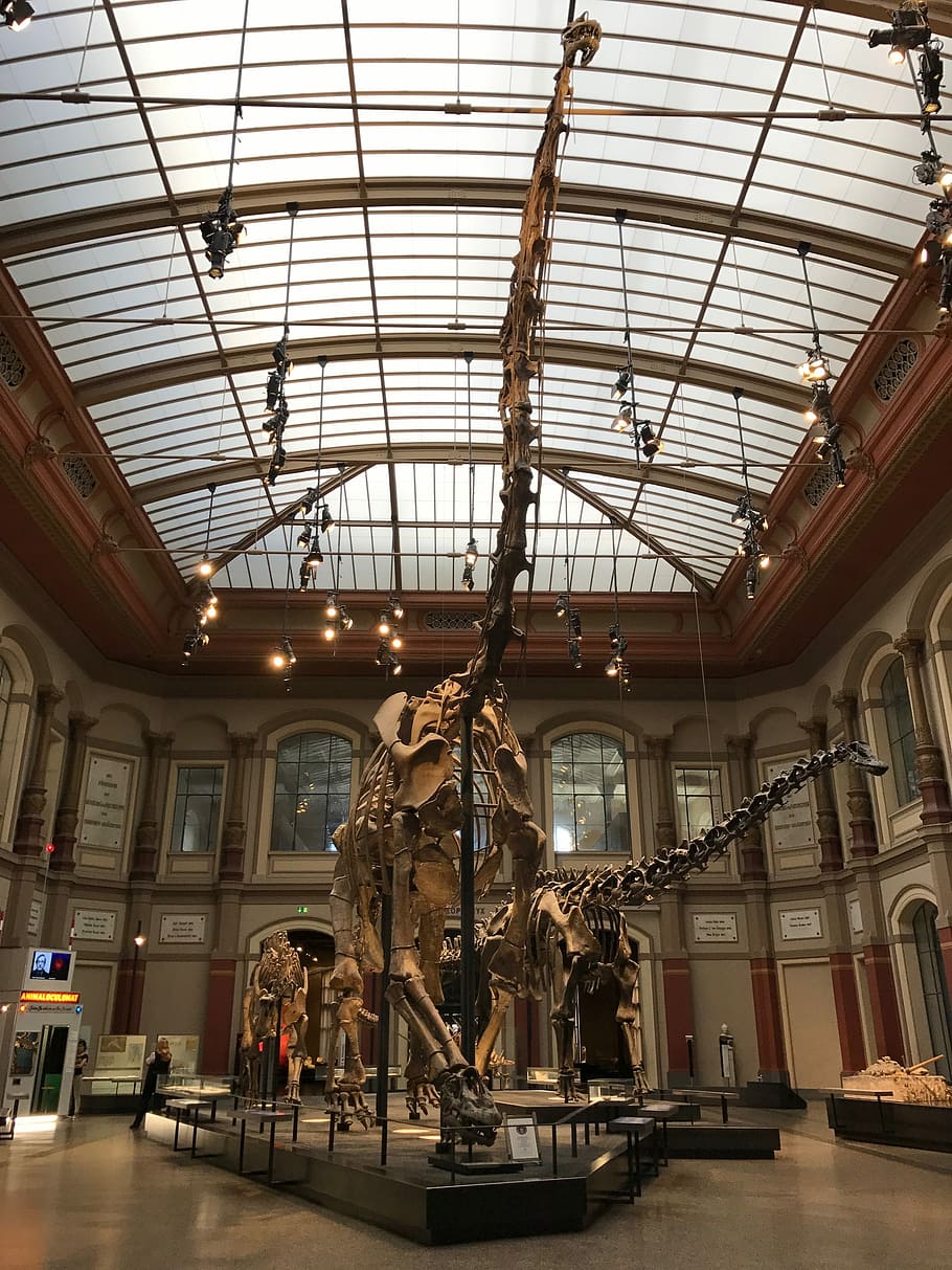 Динозавр, Музей, T Rex, Скелет, динозавр, музей, эволюция, природа, опасный, скелет динозавра