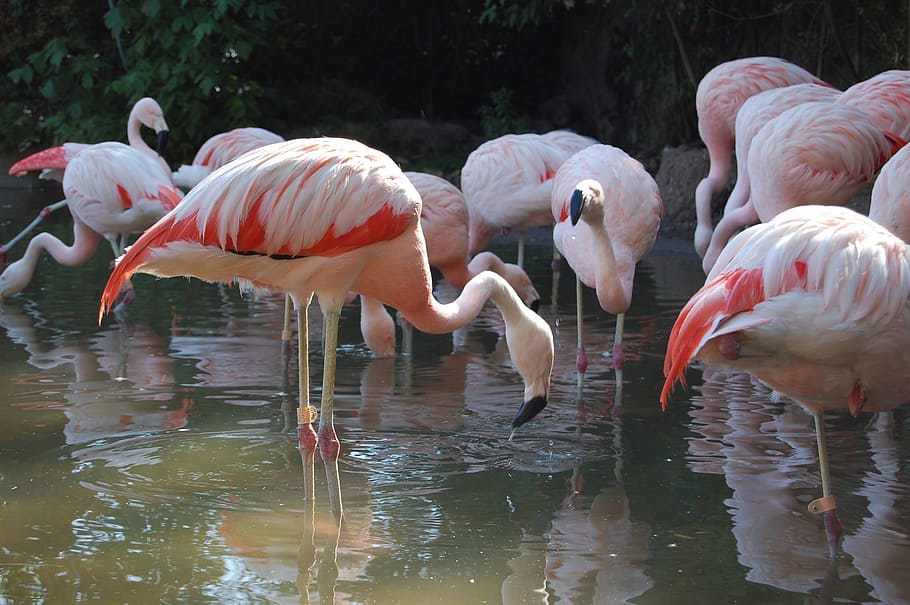 flemish, zoo, animals, group of animals, animal themes, animal, water, bird, animals in the wild, flamingo
