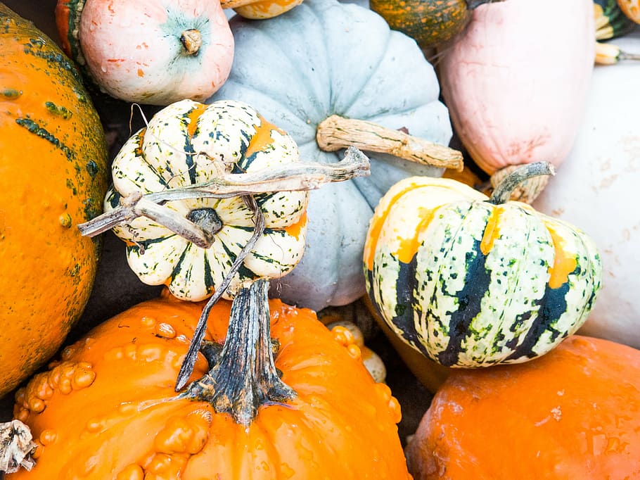 squashs, bunch, squash, pumpkins, halloween, fall, autumn, nature, pumpkin, food and drink