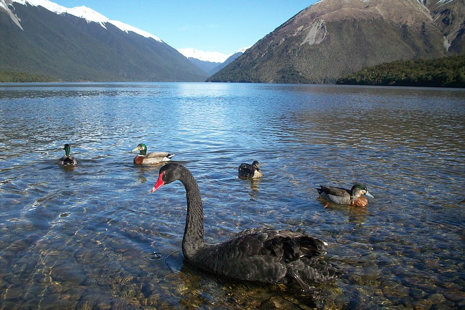 nova zelândia, paisagem, montanha, cisne, vá com calma, monte, natureza, agua, grupo de animais, lago