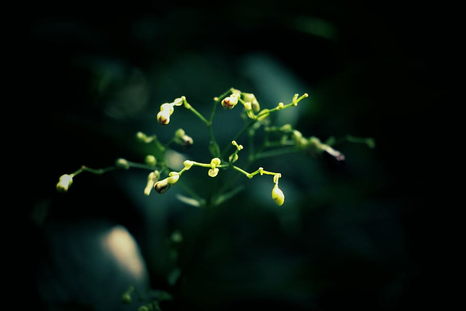 yellow, cluster flowers, closeup, photography, green, plant, blur, nature, flower, night