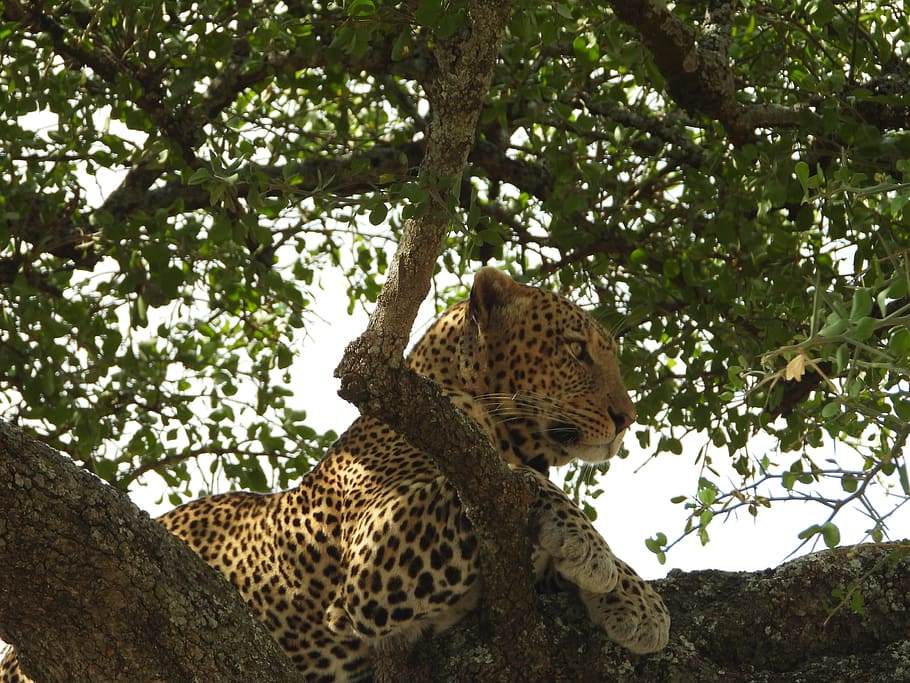 leopard, tanzania, serengeti, feline, africa, wildlife, tree, plant, big cat, animals in the wild