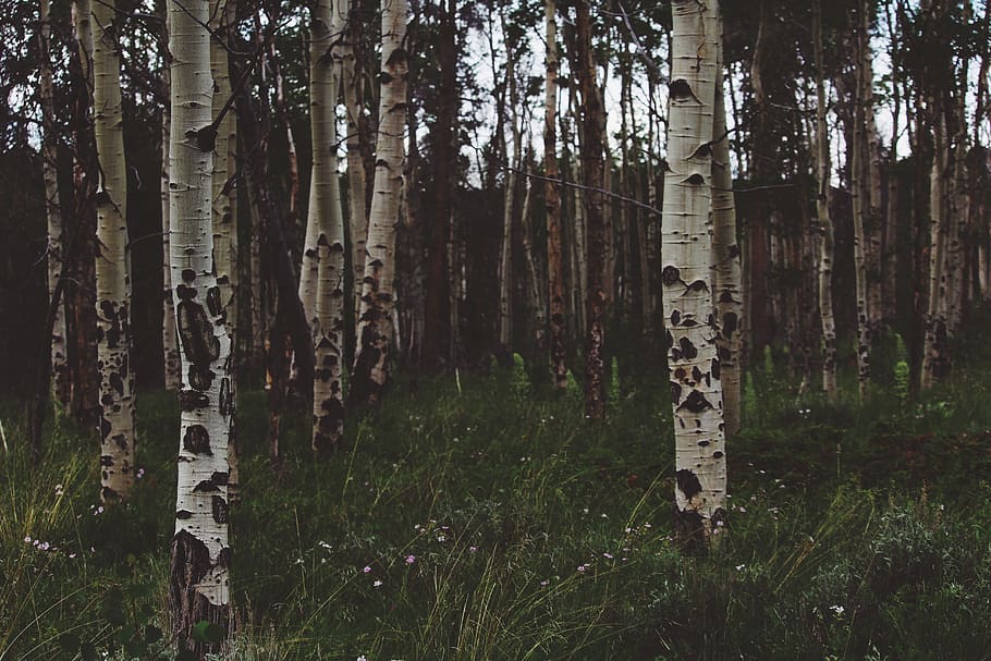 trees, forest, woods, green, travel, adventure, plant, land, tree, trunk