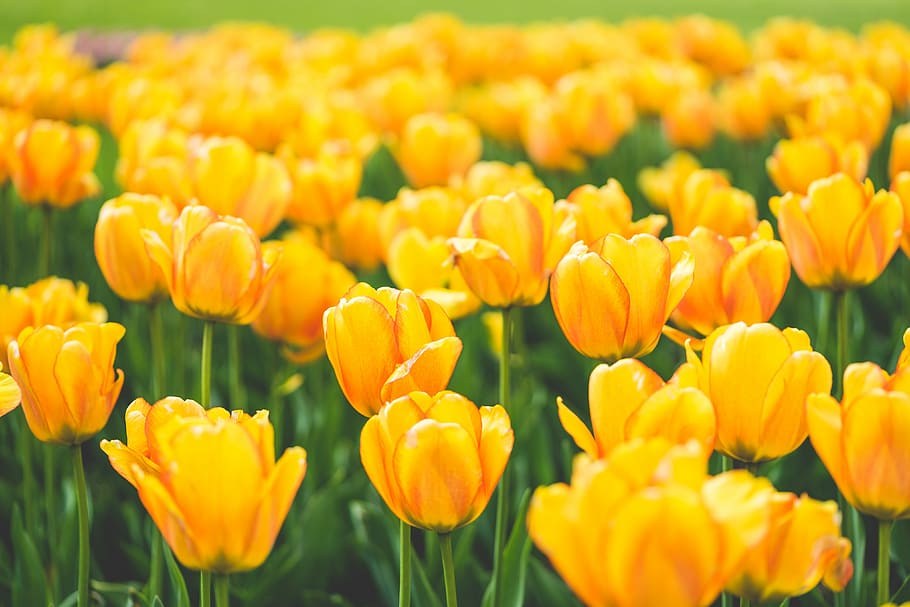 Prado, floreciente, amarillo, tulipanes, flores, colorido, granja, campos, jardines, naturaleza