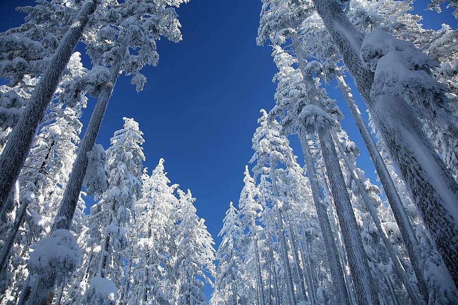 fotografía de ángulo bajo, pino, durante el día, nieve, pinos ponderosa, árboles, invierno, cubierta, monte soltero, bosque nacional deschutes