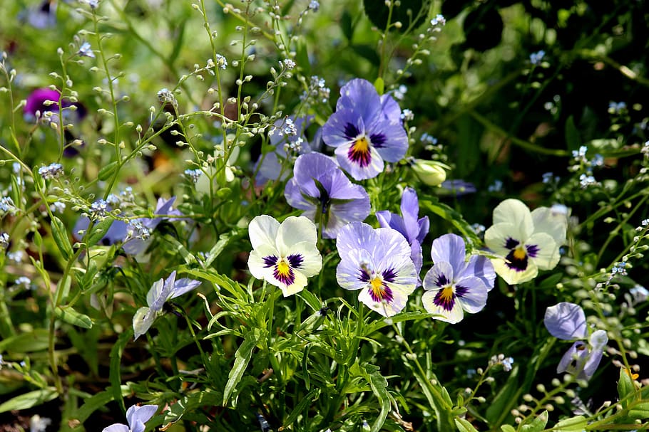amores-perfeitos, violeta, viola tricolor, flores do verão, flores do jardim, plantas de jardim, flor, canteiro de flores, jardim, verão