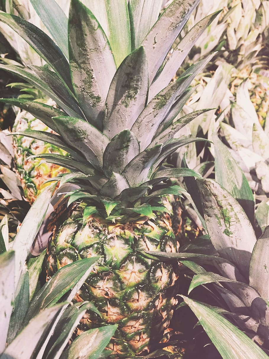 fruit, pineapple, summer, summer vibes, summertime, tropical, tropical fruit, growth, plant, leaf