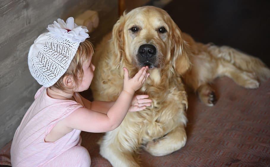 toddler, wearing, pink, sleeveless, top, holding, adult, golden, retriever, dog